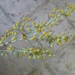 Artemisia absinthium 花
