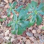 Daphne laureola Habit