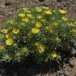 Asteriscus graveolens Leaf