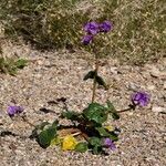 Phacelia calthifolia Habitatea