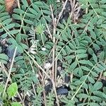 Hippocrepis comosa Blatt