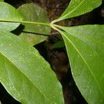 Forchhammeria trifoliata Blad