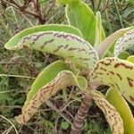 Kalanchoe mitejea Folha