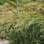 Achnatherum calamagrostis Flower