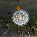 Agoseris retrorsa Fruit