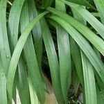 Cymbidium lowianum Leaf