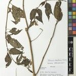 Solanum dianthum Otro
