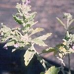 Solanum umbelliferum 整株植物