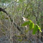 Phyllanthus chamaecerasus Habitus