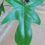 Philodendron panduriforme ഇല