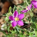 Spergula purpurea Квітка