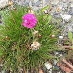 Armeria alpina Hábito