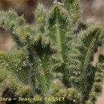 Biscutella sempervirens Leaf