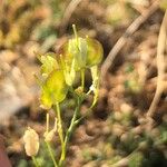 Biscutella laevigata Fruchs