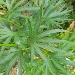 Delphinium carolinianum Leaf