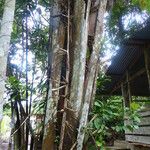 Oenocarpus bataua Bark