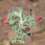 Echium horridum Muu