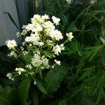 Armoracia rusticana Çiçek