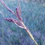 Carex nigra Frucht