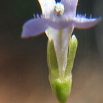 Solenopsis laurentia Flor