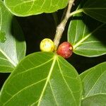 Ficus ovalis List