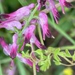 Fumaria muralis Foglia