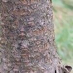 Araucaria angustifolia Corteza