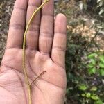 Cassytha filiformis Leaf