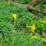 Aquilegia chrysantha Blüte