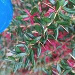 Berberis gagnepainii Blad