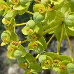 Euphorbia nicaeensis Fleur