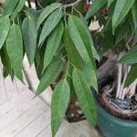 Ficus binnendykii Leaf