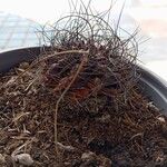 Eriosyce crispa Hoja