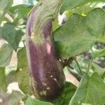 Solanum melongena Fruit