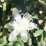 Rhipsalis mesembryanthemoides 花