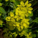 Euphorbia verrucosa Flower