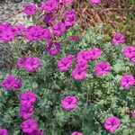 Geranium subcaulescens Blüte