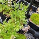 Salvia nemorosa 整株植物