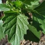 Solanum physalifolium Liść