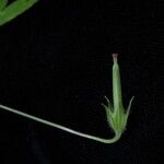 Geranium nepalense Агульны выгляд