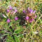 Gentianella germanica Flor