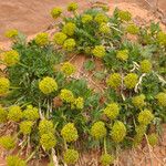 Lomatium latilobum Floare