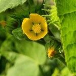 Abutilon theophrasti Blüte