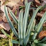 Carex flaccosperma Lehti