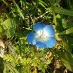 Nemophila phacelioides Цвят