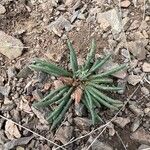 Lewisia redivivaFolha