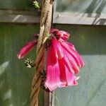 Tecomanthe dendrophila Flower