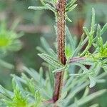 Artemisia scoparia Kéreg