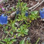 Campanula cochleariifoliaFleur