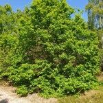 Quercus robur Habitat